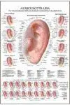 Auriculoterapia