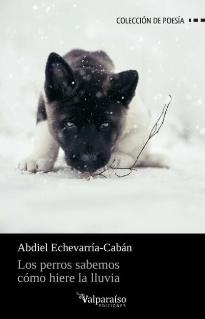 Los Perros Sabemos Como Hiere la Lluvia
