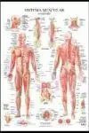 Sistema Muscular Poster