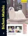 Bichon Maltes -Excellence