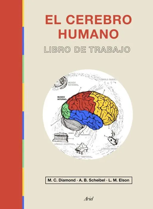 El Cerebro Humano